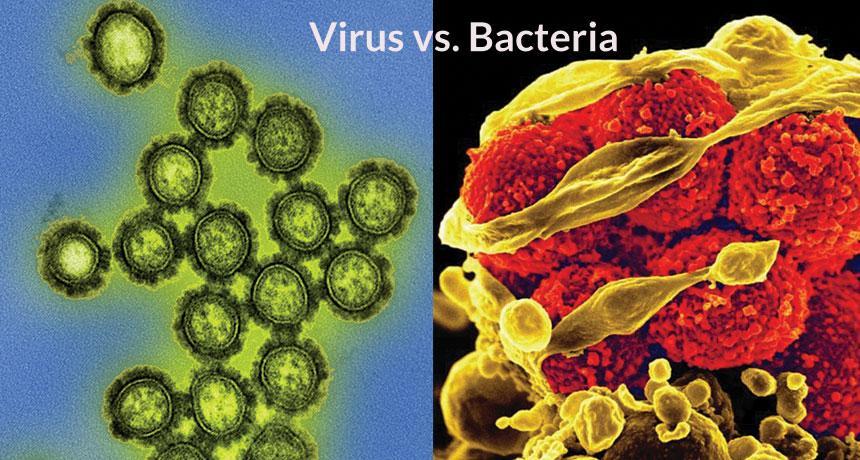 Bacteria Vs Virus 1